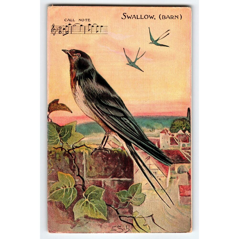 Vintage Barn Swallow Bird Lithograph Postcard with Musical Notes